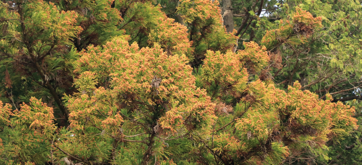 花粉症にも効果あり